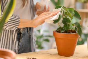 How to Incorporate Houseplants into Your Home